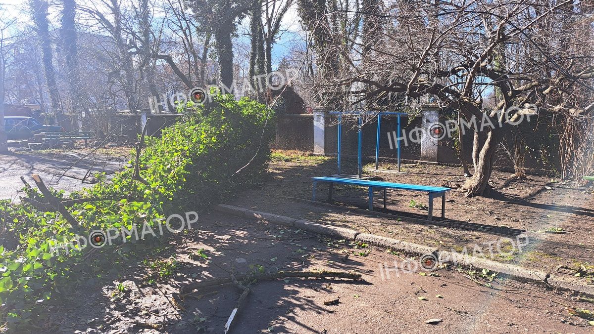 Втретє за три місяці: на подвір'я будинку в Коломиї знову повалило дерево 1