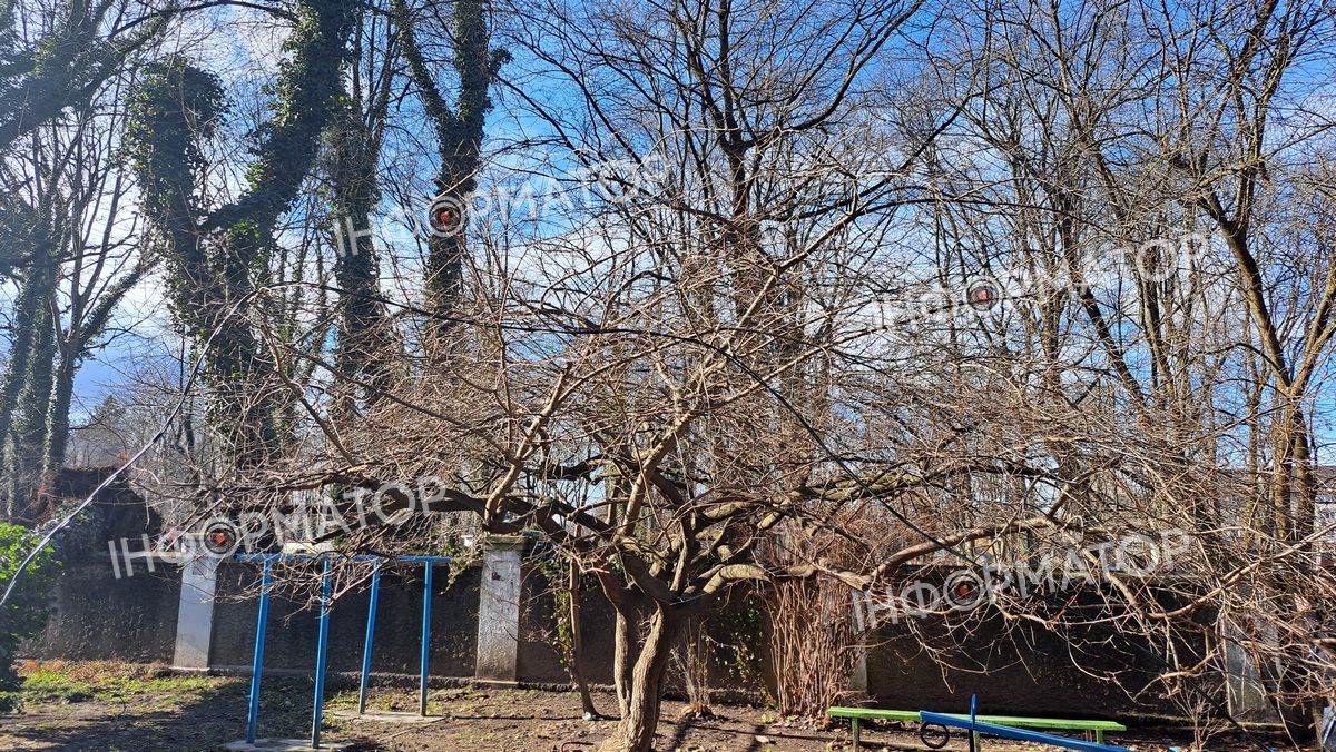 Втретє за три місяці: на подвір'я будинку в Коломиї знову повалило дерево 5