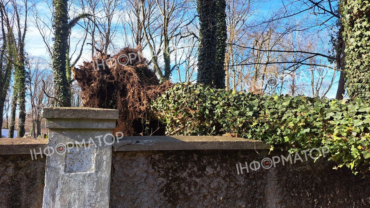Втретє за три місяці: на подвір'я будинку в Коломиї знову повалило дерево 2