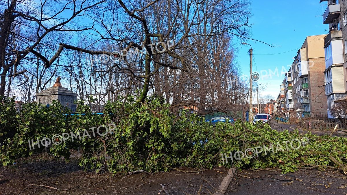 Втретє за три місяці: на подвір'я будинку в Коломиї знову повалило дерево 4