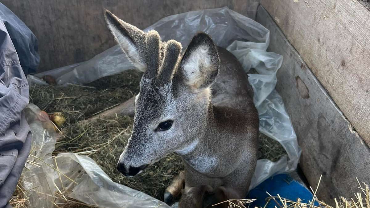 У Космачі рятували маленьку косулю, яку знайшли на узбіччі дороги