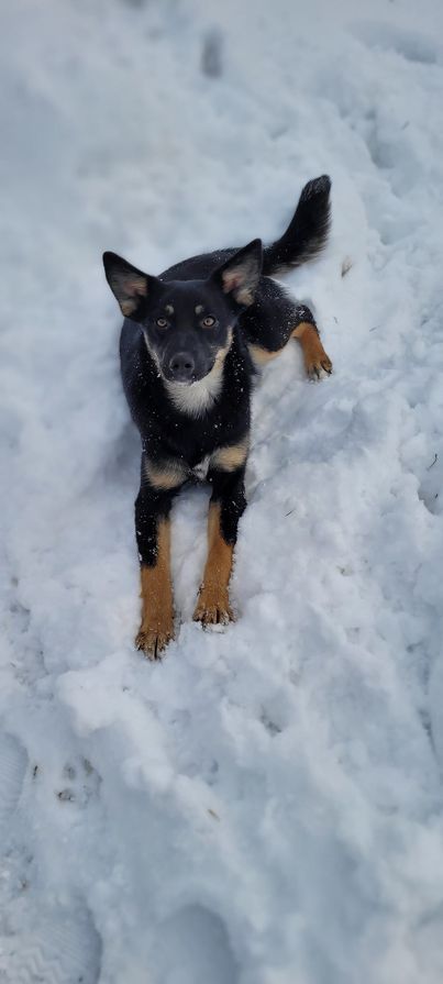 Чотирилапі шукають домівку в Коломиї 6