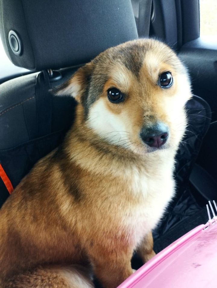 Чотирилапі шукають домівку в Коломиї 3