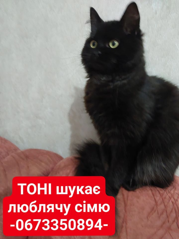 Чотирилапі шукають домівку в Коломиї 1