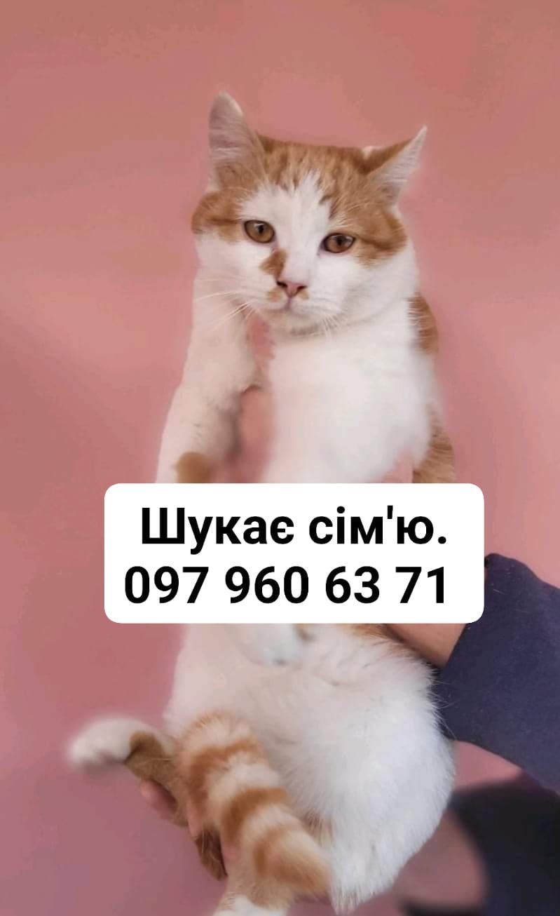 Чотирилапі шукають домівку в Коломиї 2