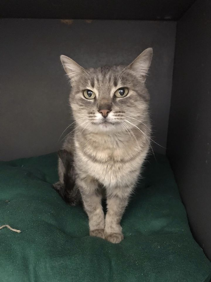 Чотирилапі шукають домівку в Коломиї 5