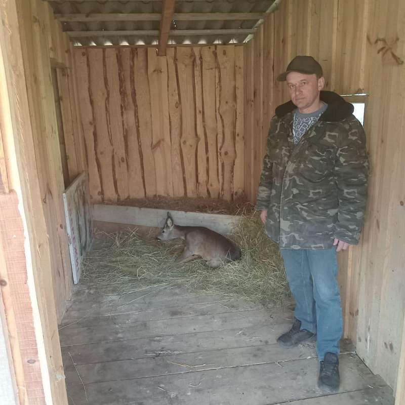 У Космачі рятували маленьку косулю, яку знайшли на узбіччі дороги 2