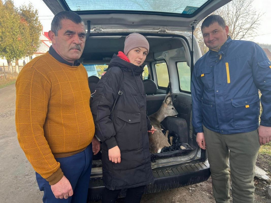 У Космачі рятували маленьку косулю, яку знайшли на узбіччі дороги 1