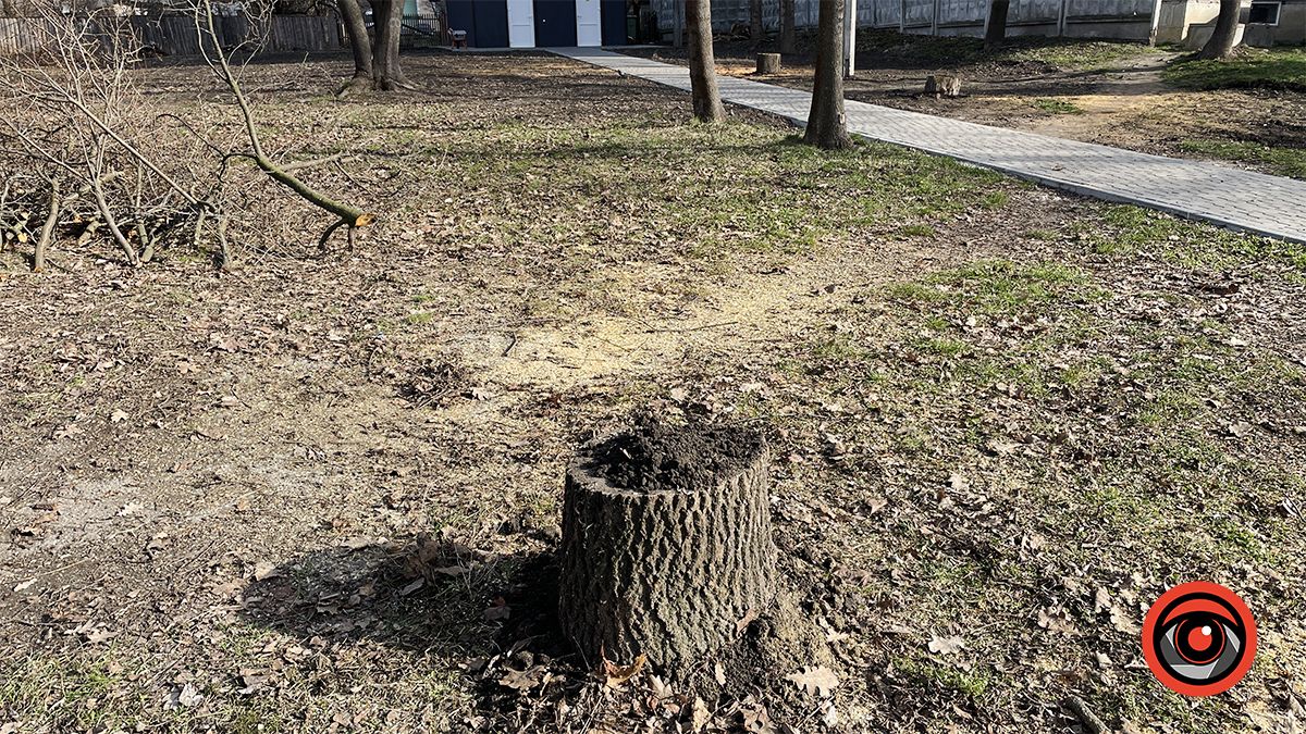 Колоди, під якими сховали пеньки, притрусили землею