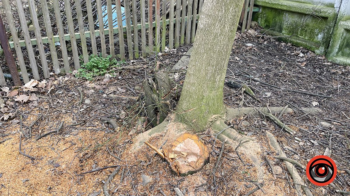 Зрізали, колодами прикрили, землею притрусили: що відбувається у міському парку Коломиї 12