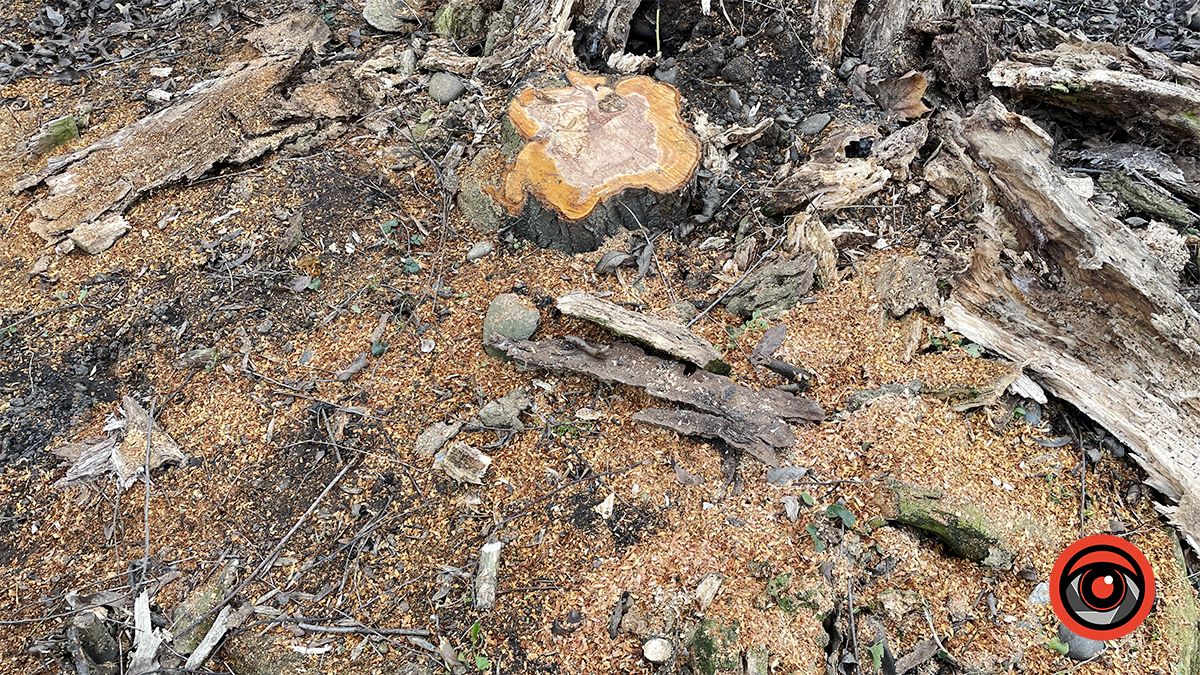 Зрізали, колодами прикрили, землею притрусили: що відбувається у міському парку Коломиї 13