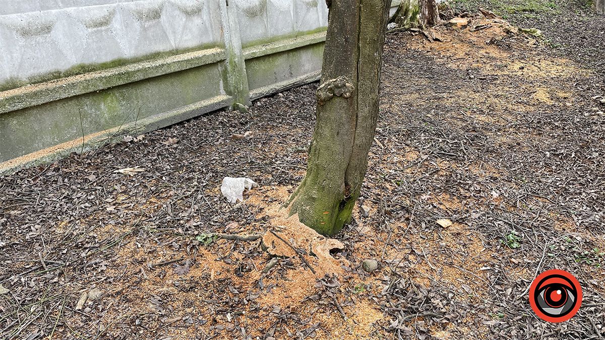 Зрізали, колодами прикрили, землею притрусили: що відбувається у міському парку Коломиї 14