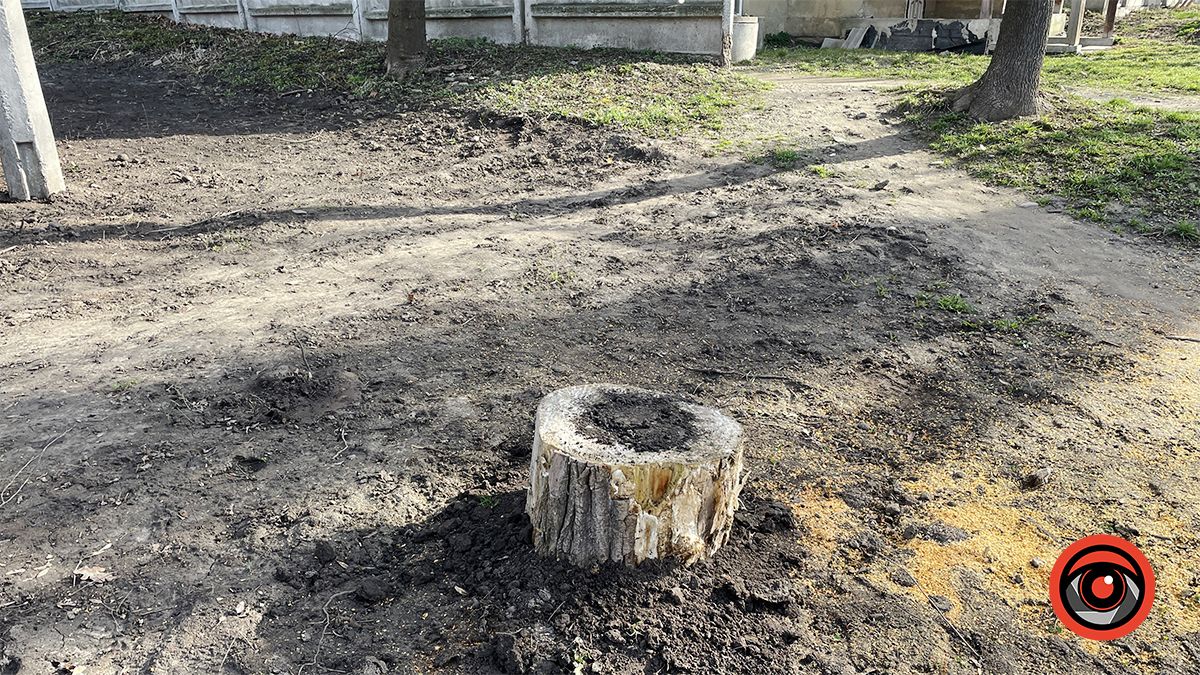 Під колодою - зрізаний в рівень землі пень. Конспірація зрізки, лютий 2024 року