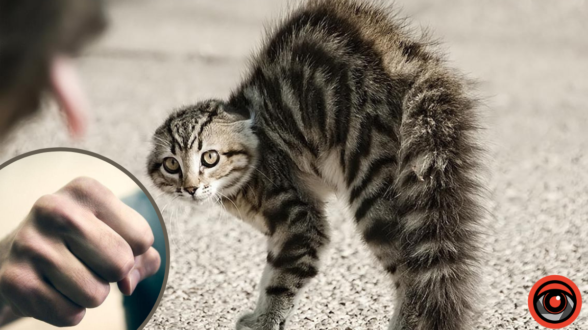 Яремчанець заплатить штраф, бо вдарив жінку через вуличного кота