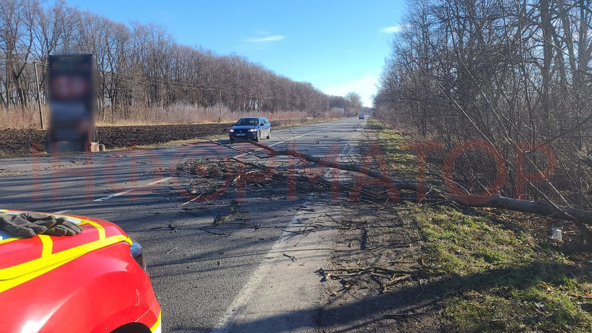 Неподалік Коломиї на трасі Н-10 впало дерево 1