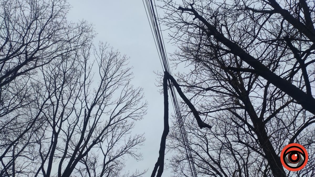 У центрі Коломиї гілка повисла на лініях зв'язку 1
