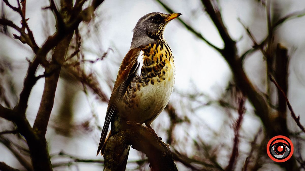 Рябинник в очікуванні тепла