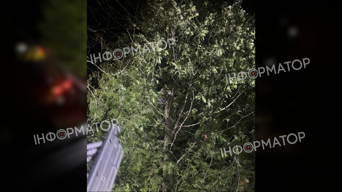 Ввечері 25 лютого рятувальники надавали допомогу жінці, яка застрягла на дереві 2