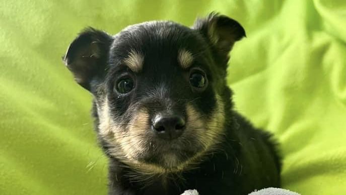 Які тваринки у Коломиї зараз потребують даху над головою 3