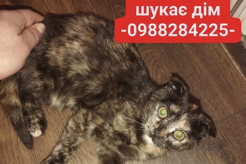 Які тваринки у Коломиї зараз потребують даху над головою 4