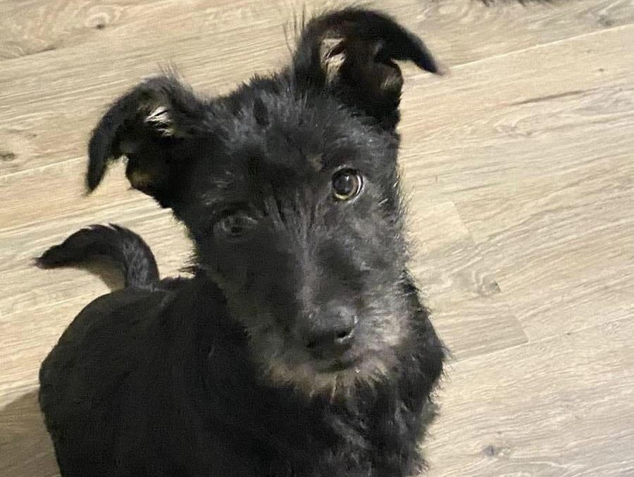 Які тваринки у Коломиї зараз потребують даху над головою 5