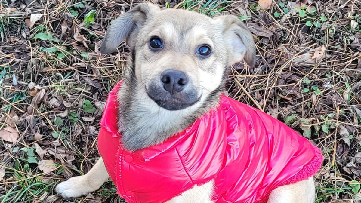 Які тваринки у Коломиї зараз потребують даху над головою 1