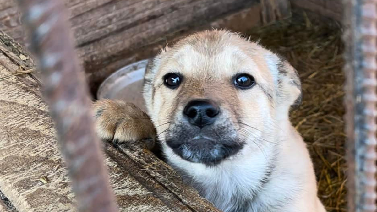 Які тваринки у Коломиї зараз потребують даху над головою 2