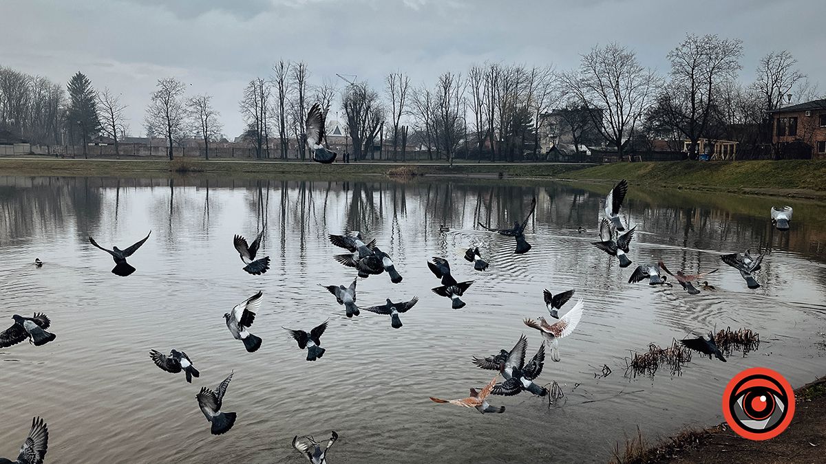 голуби взлітають