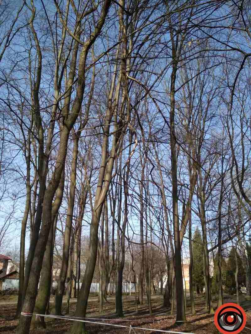 Зрізали, колодами прикрили, землею притрусили: що відбувається у міському парку Коломиї 3