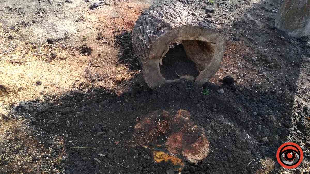 Зрізали, колодами прикрили, землею притрусили: що відбувається у міському парку Коломиї 2