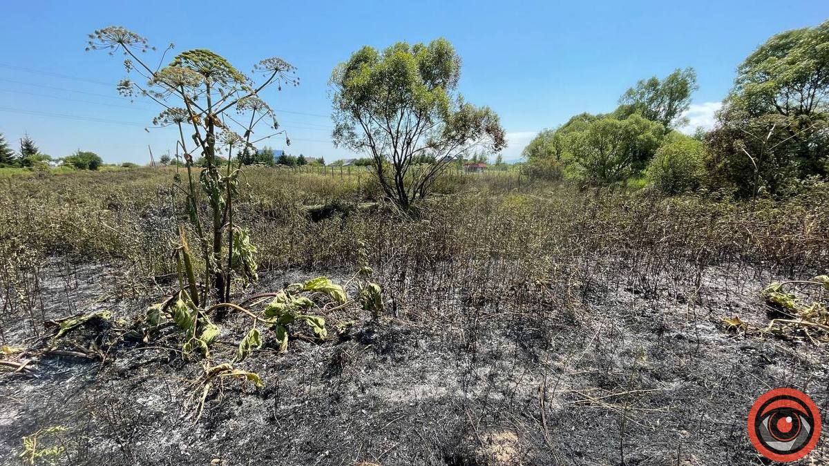 Боротися з борщівником в Коломиї хотіла... дизайн-студія
