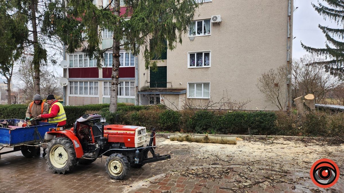 Мінус два горіхи: у Городенці комунальники взялися зрізати дерева 4