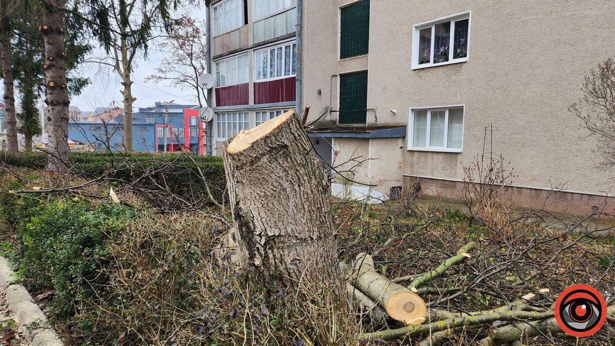 Мінус два горіхи: у Городенці комунальники взялися зрізати дерева 2