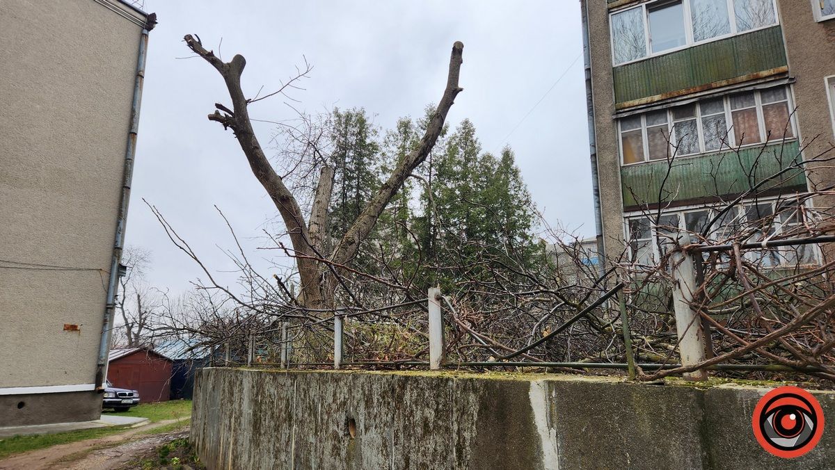 Мінус два горіхи: у Городенці комунальники взялися зрізати дерева 5