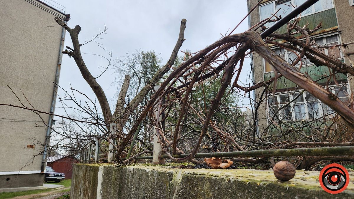 Мінус два горіхи: у Городенці комунальники взялися зрізати дерева 1