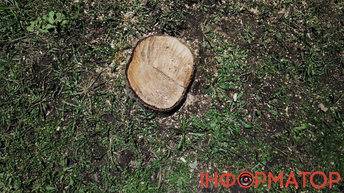 Зрізане дерево на вул. Шкрумеляка