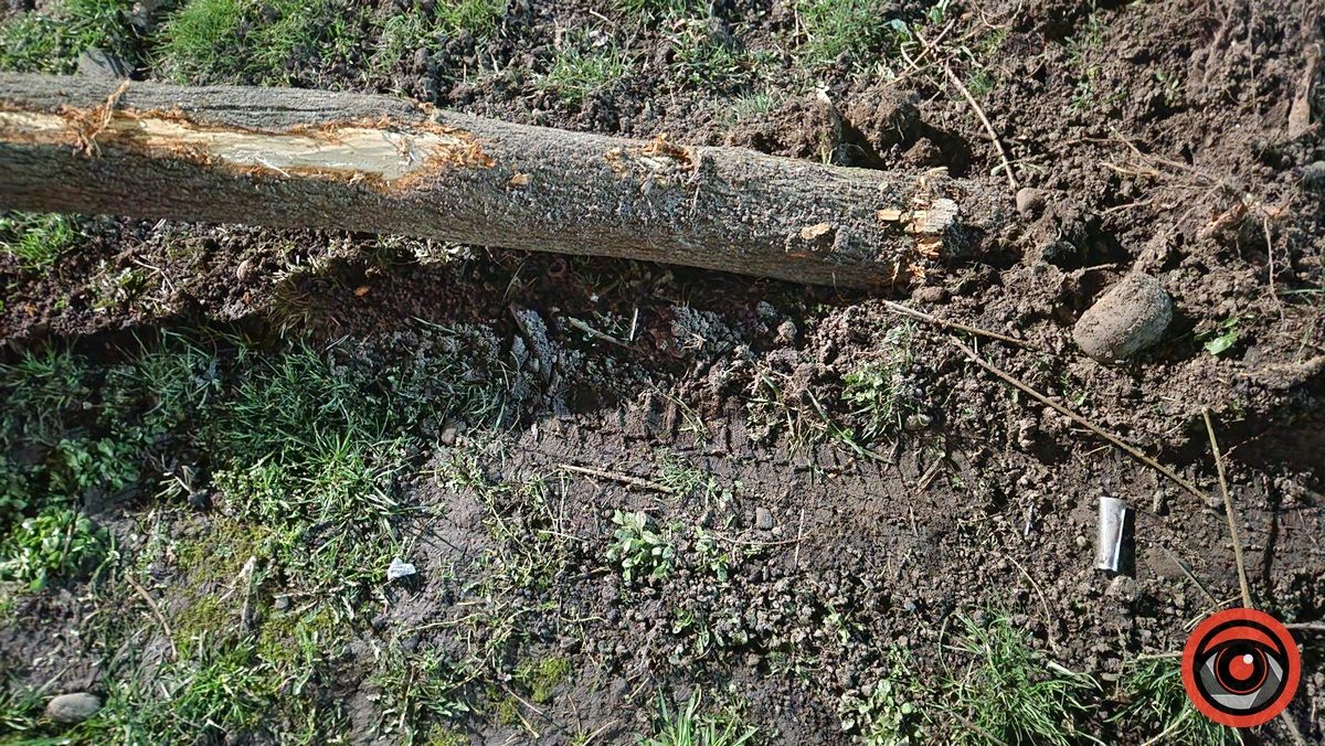 У Коломиї невідомий на авто врізався в дерево і втік 8