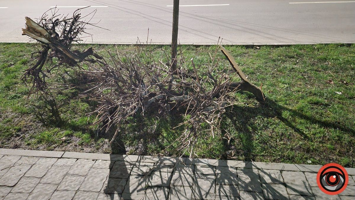 У Коломиї невідомий на авто врізався в дерево і втік 9