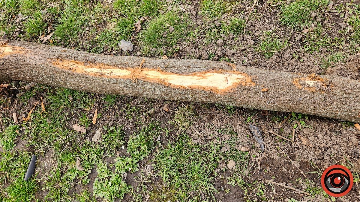 У Коломиї невідомий на авто врізався в дерево і втік 1