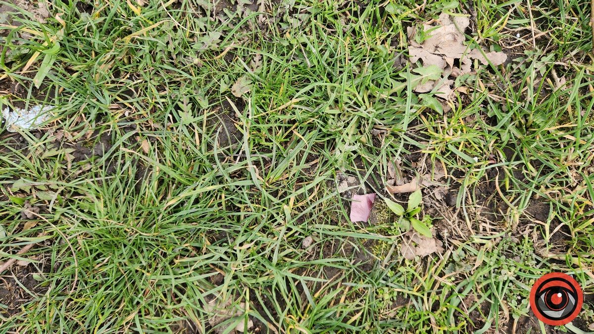 У Коломиї невідомий на авто врізався в дерево і втік 2