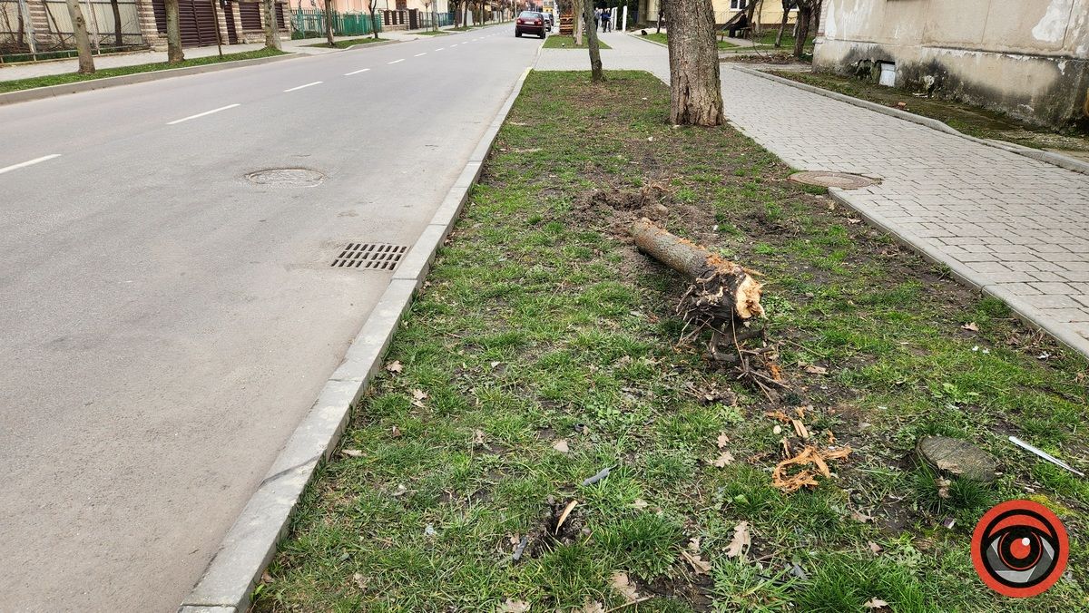 У Коломиї невідомий на авто врізався в дерево і втік 3