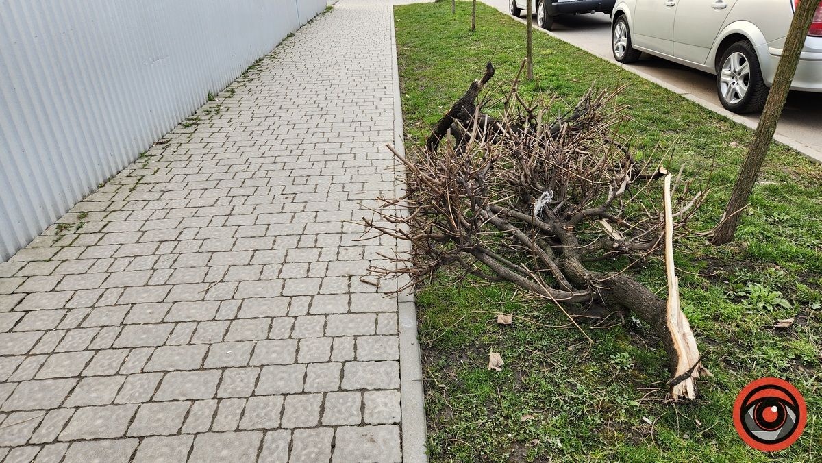 У Коломиї невідомий на авто врізався в дерево і втік 6