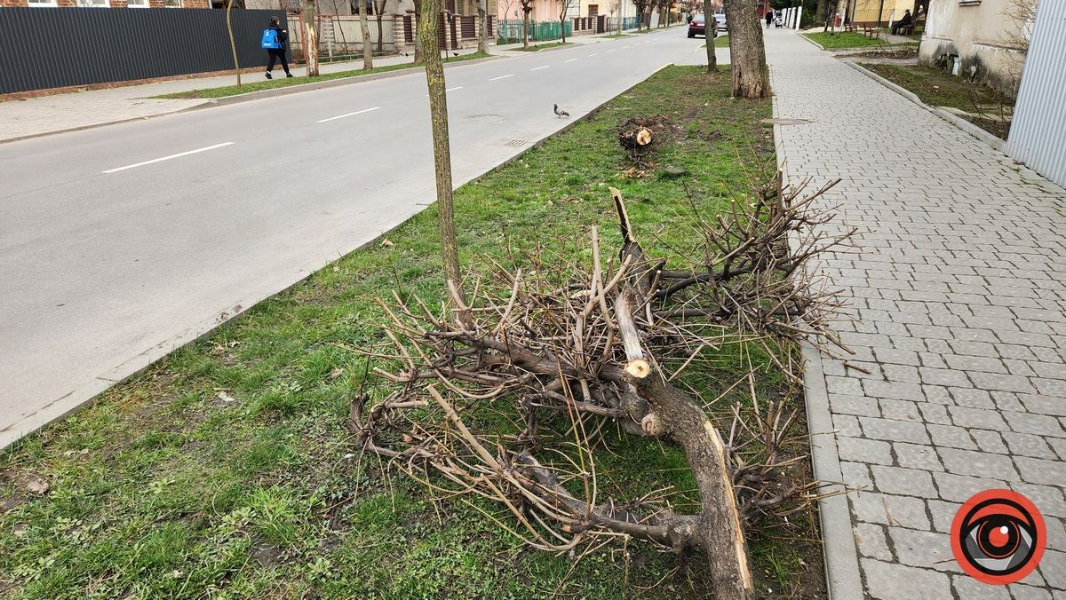 У Коломиї невідомий на авто врізався в дерево і втік 7