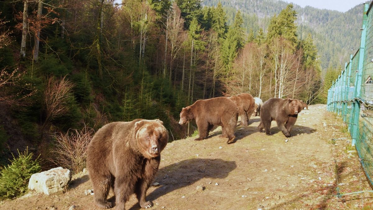 У Карпатах прокинулися ведмеді