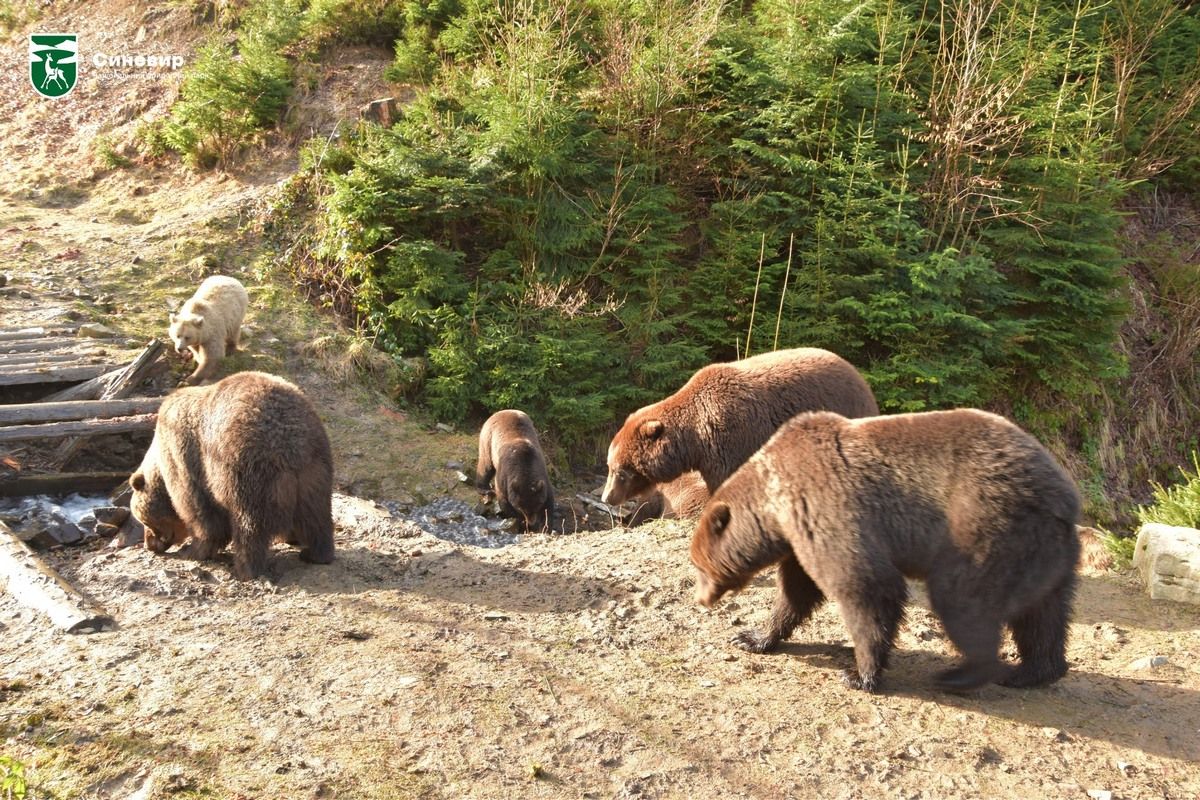 У Карпатах прокинулися ведмеді 4