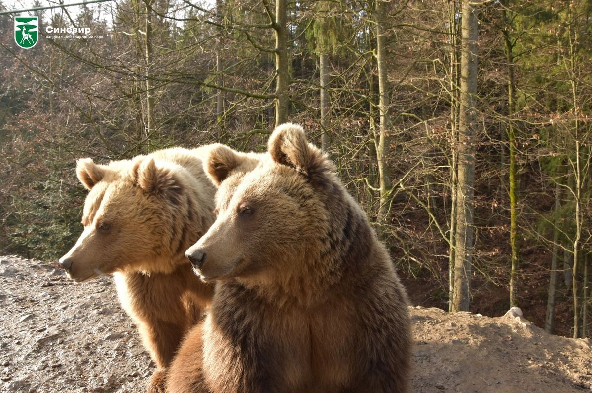 У Карпатах прокинулися ведмеді 1