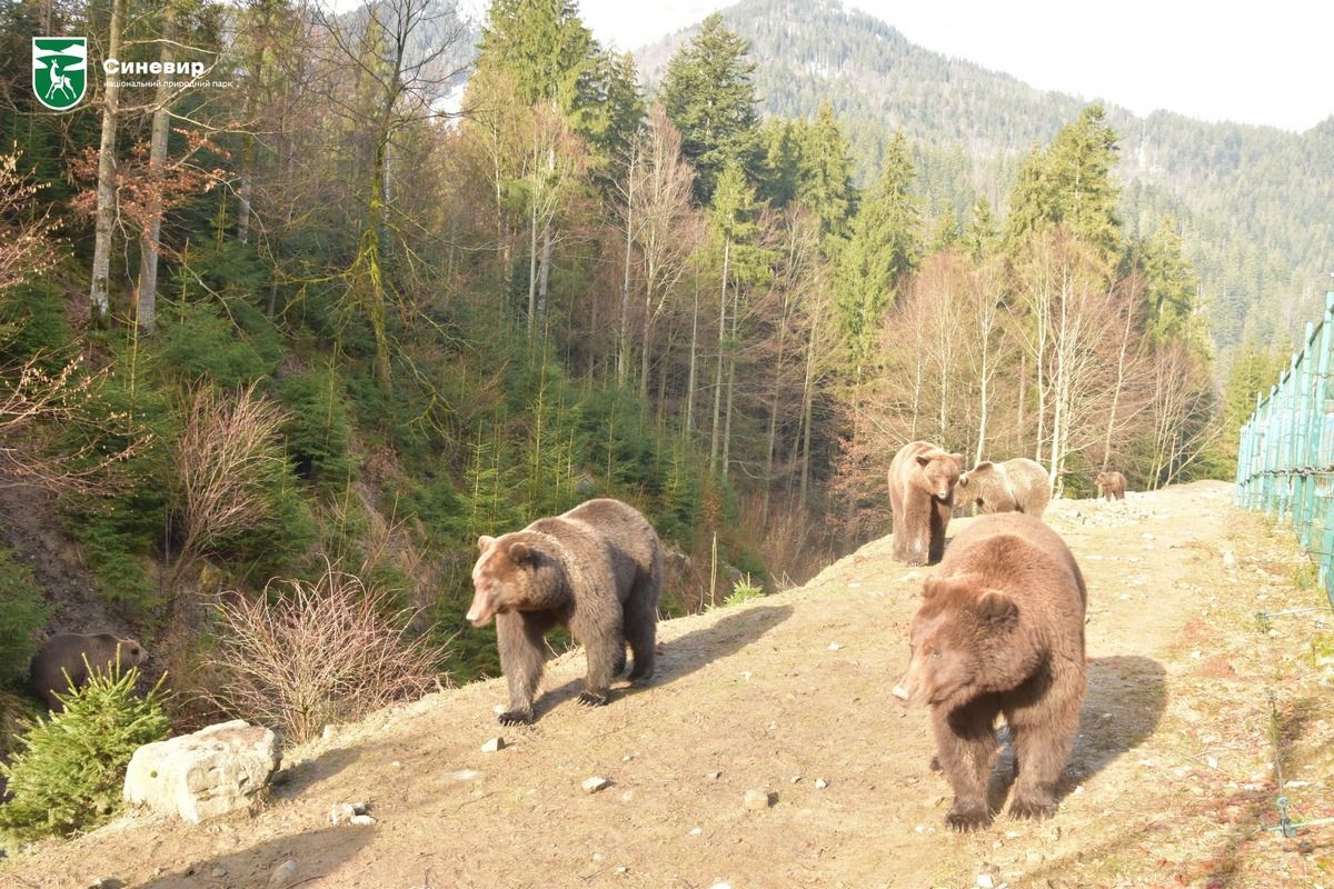 У Карпатах прокинулися ведмеді 5