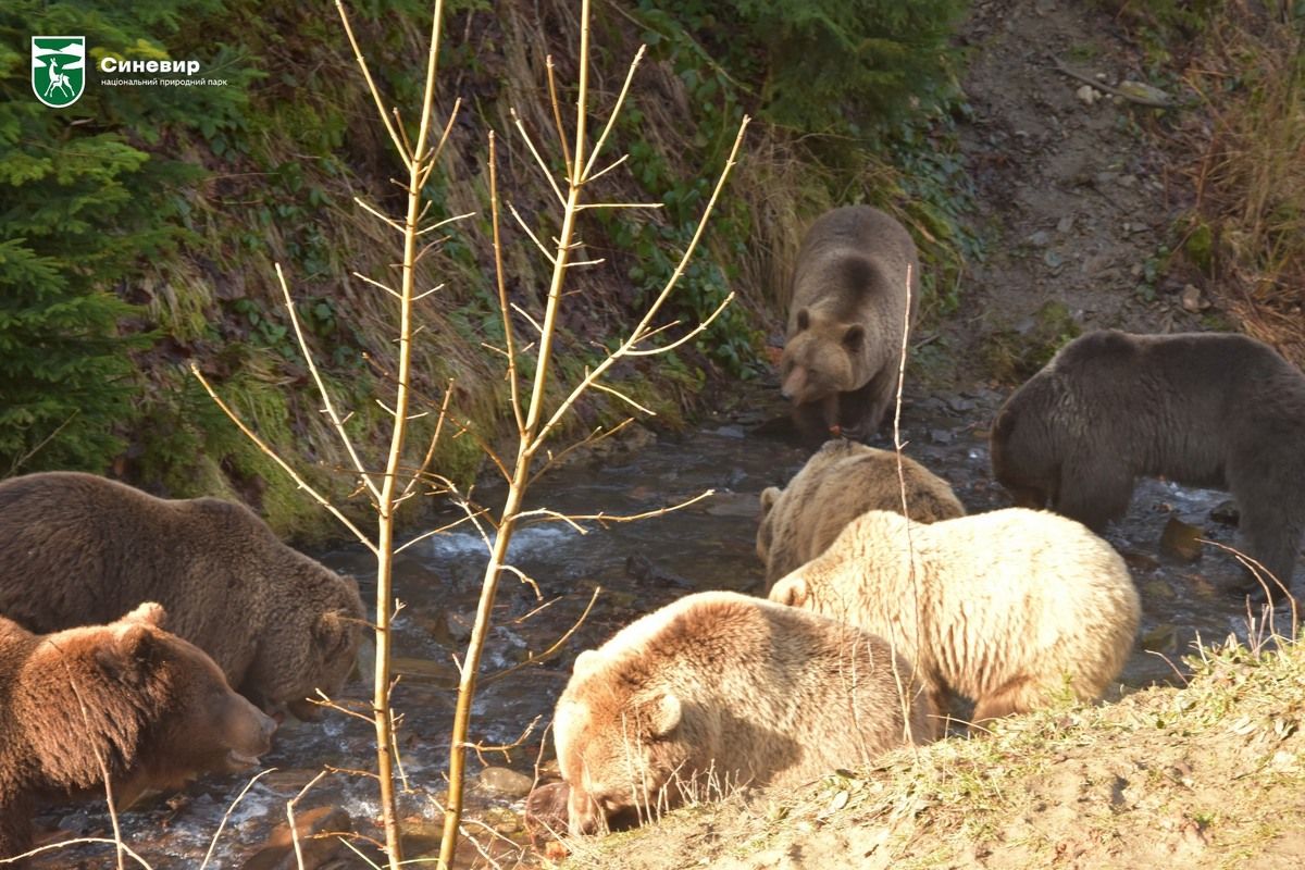 У Карпатах прокинулися ведмеді 3