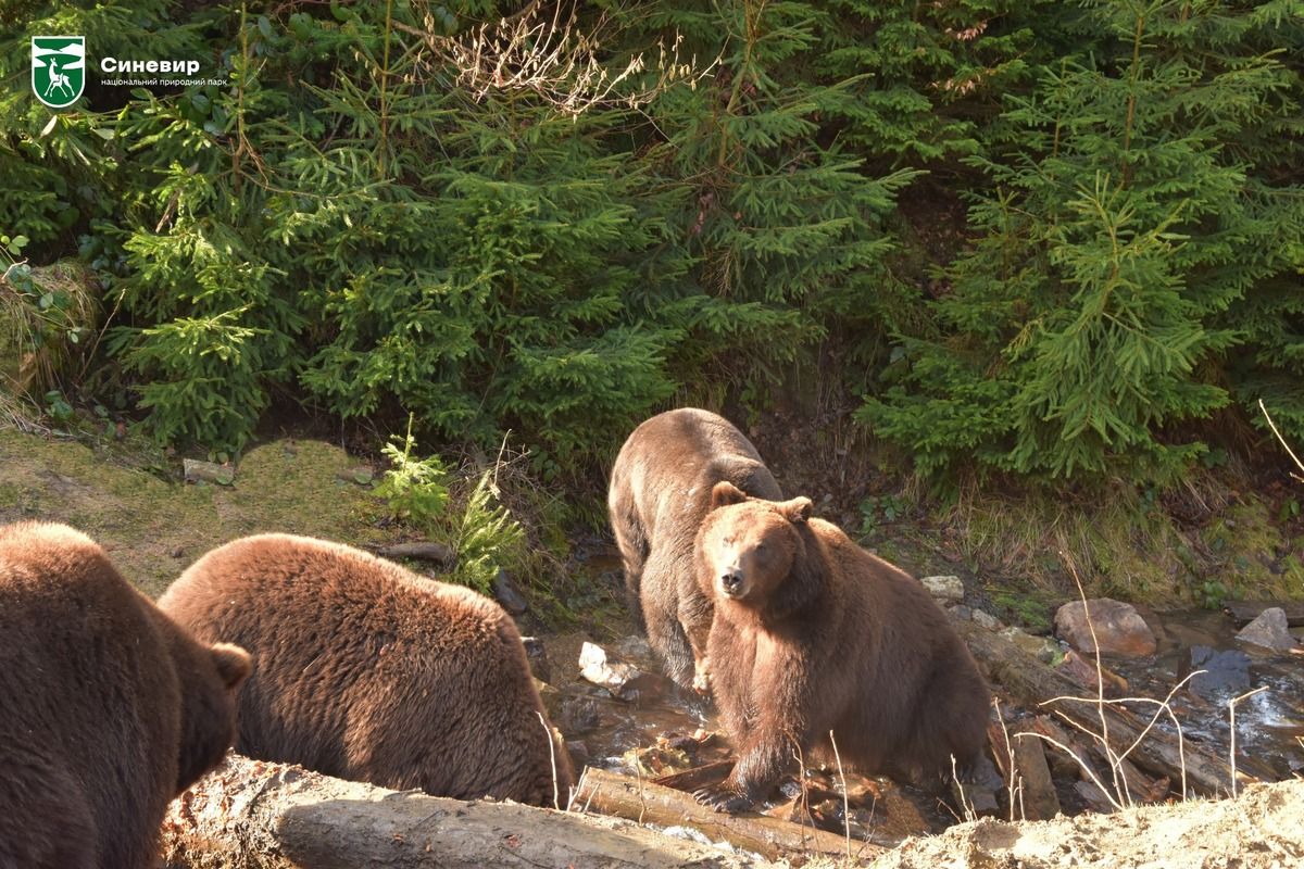 У Карпатах прокинулися ведмеді 2