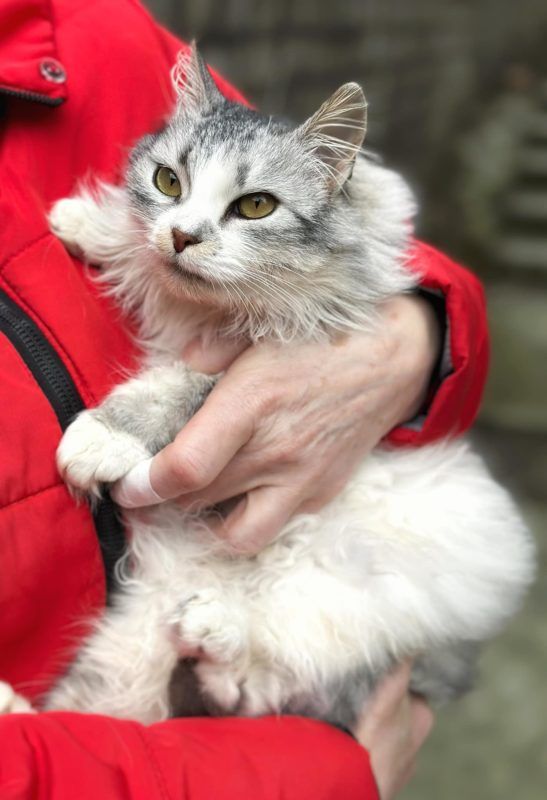 Хвостаті малята шукають друзів: добірка чотирилапих 3